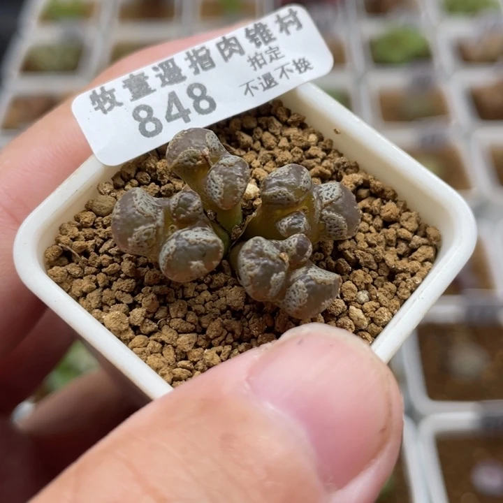 全窗风令，848号……11111111