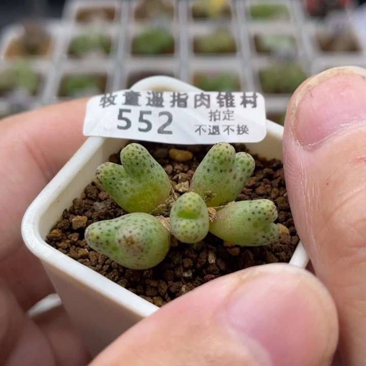 955D班马，552号……1111111