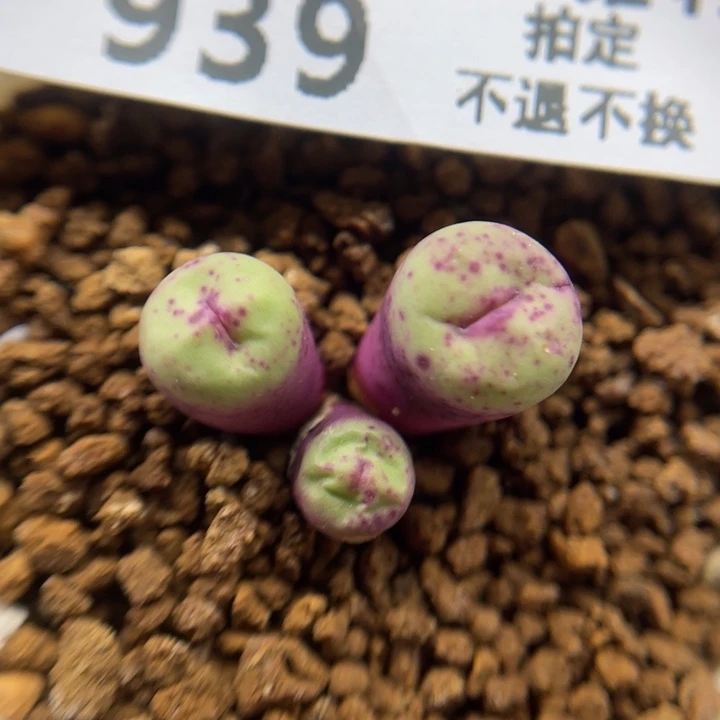 427小红嘴，939号……1111111