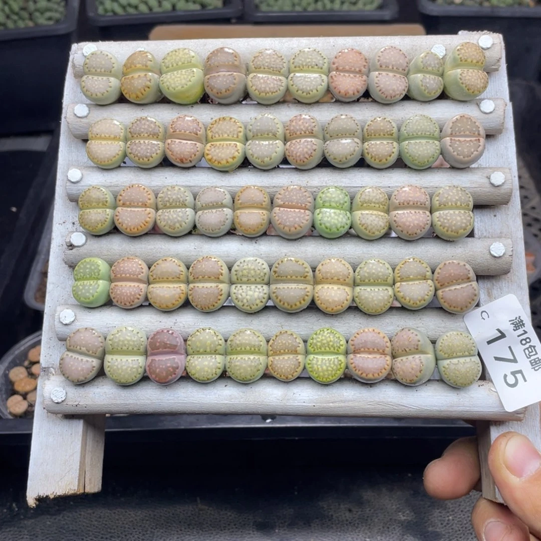 红陶魔**⁹175000000000000