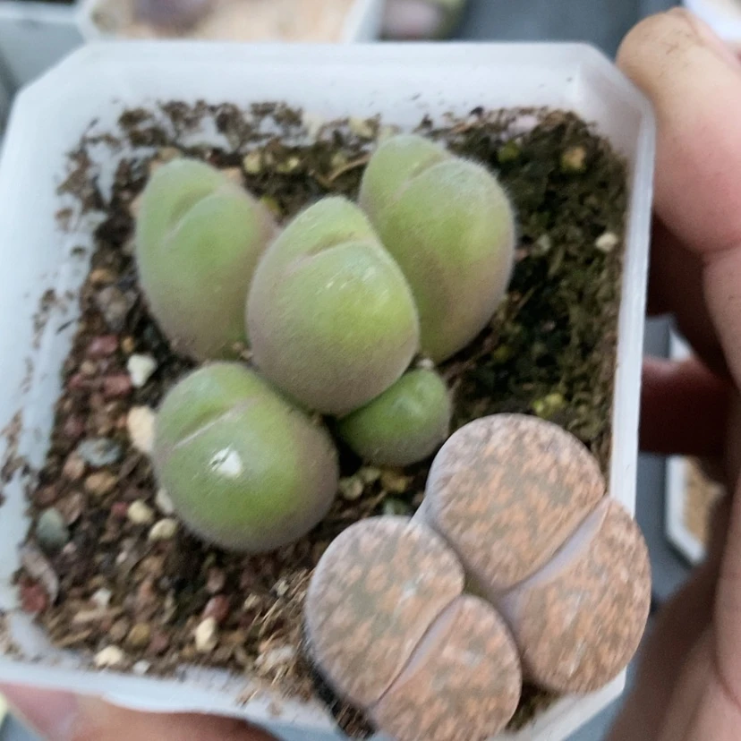 【闪购商品】用****756