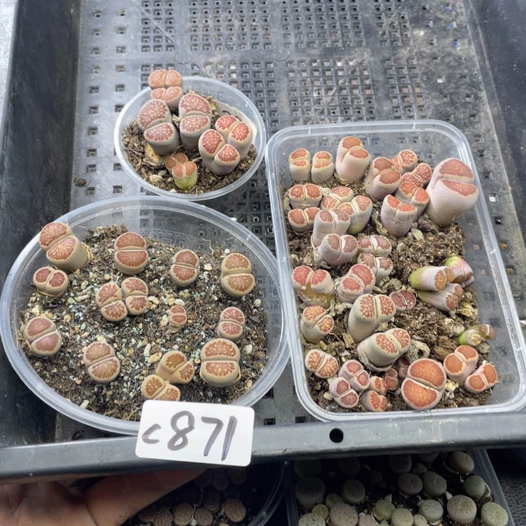 红陶20CM（含）-50CM（不含）871