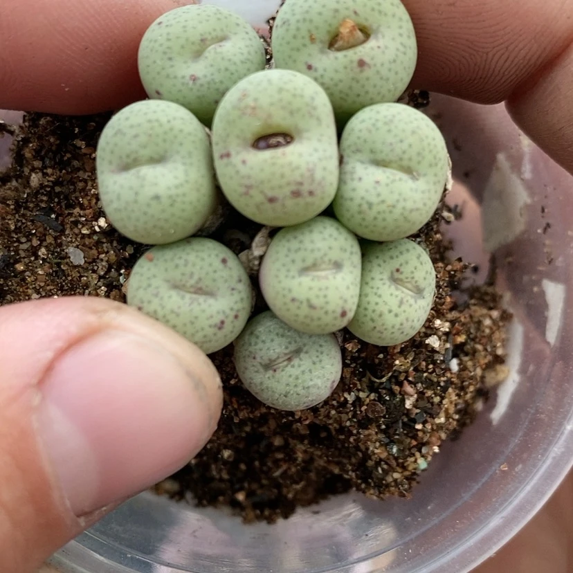 【闪购商品】匆**年生石花40