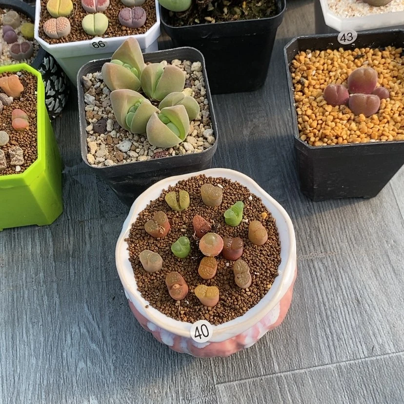 【闪购商品】用****540生石花