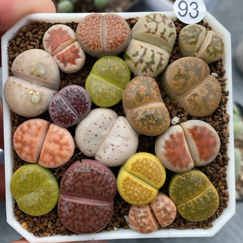 【闪购商品】93生石花