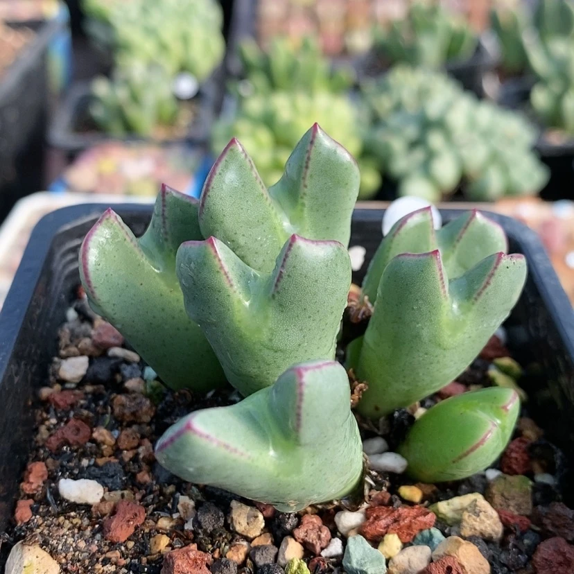【闪购商品】生石花4