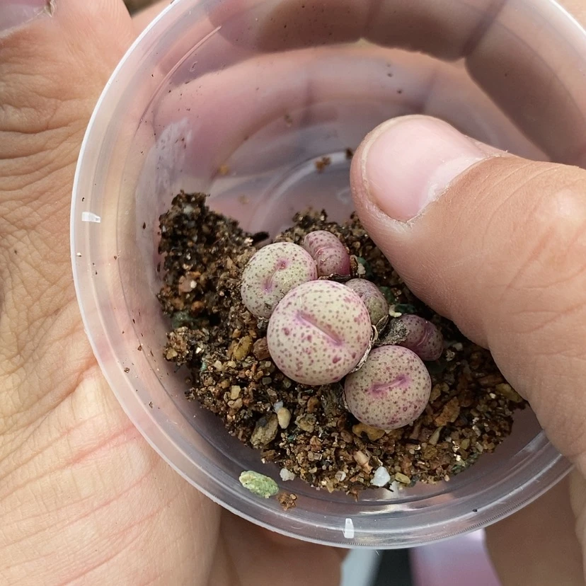 【闪购商品】18生石花好看精美可爱