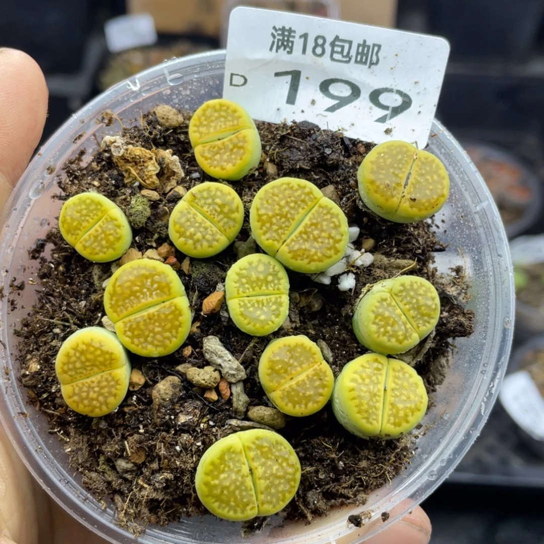 红陶199000000000000000