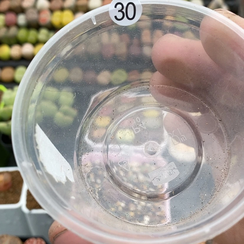 【闪购商品】草*刀30生石花