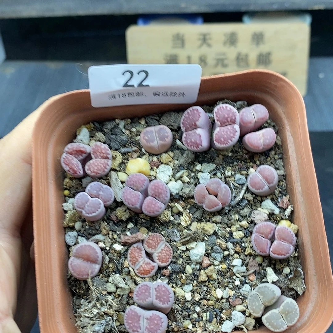 红陶20CM(含)-50CM(不含)22