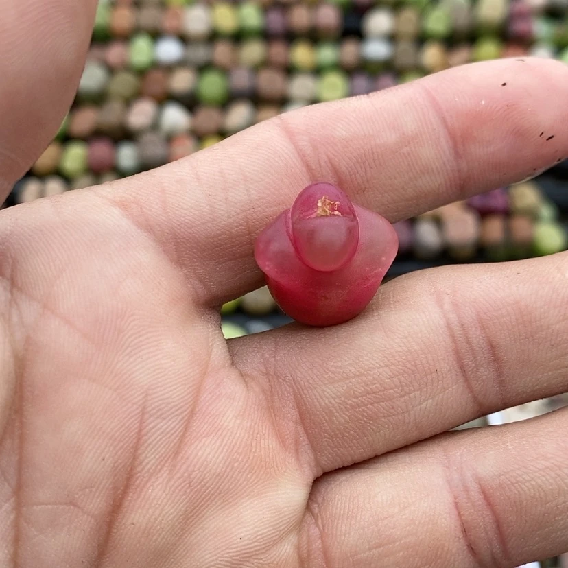 【闪购商品】13生石花