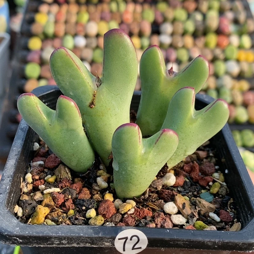 【闪购商品】72生石花