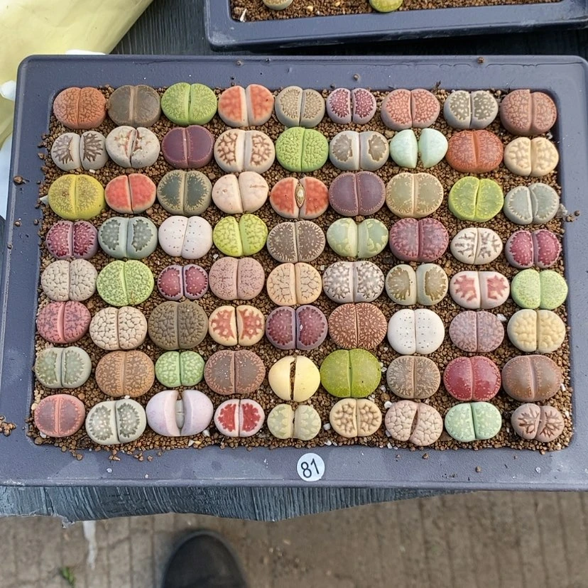 【闪购商品】▲81生石花