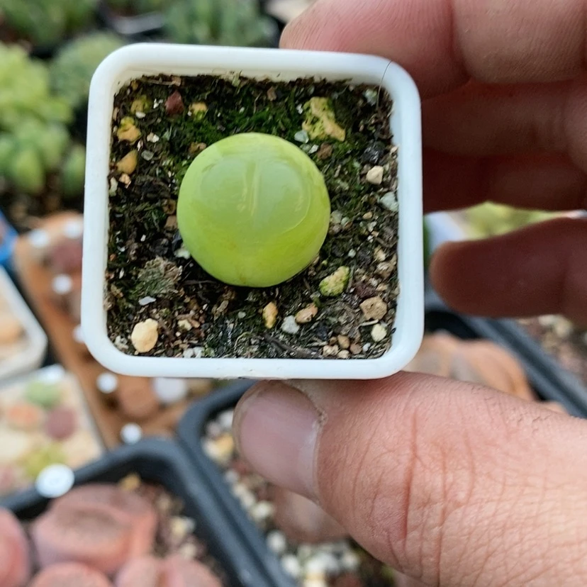 【闪购商品】好**也生石花71