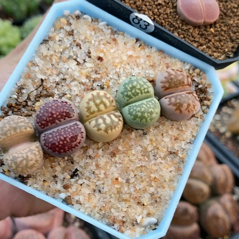【闪购商品】好**也生石花83