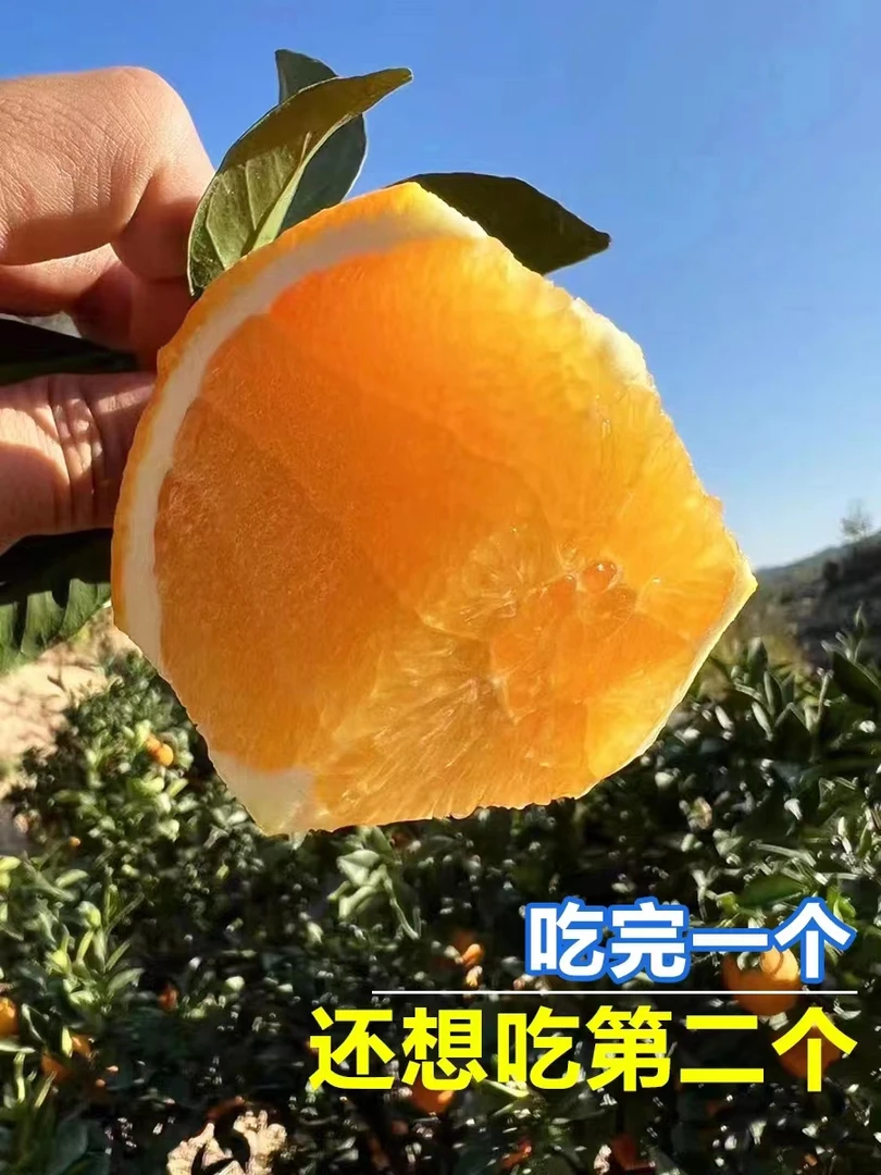 正宗赣南脐橙现采现发自然成熟（产地赣州安远县）