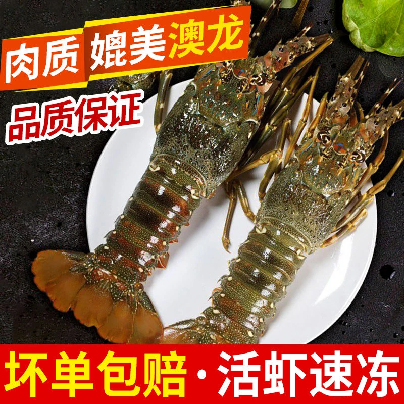 小青龙虾鲜活大青龙小青龙7-8两冷冻锁鲜发货保鲜到家