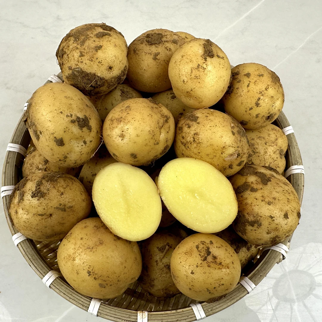 湖北天门新鲜黄心小土豆小洋芋现挖现发