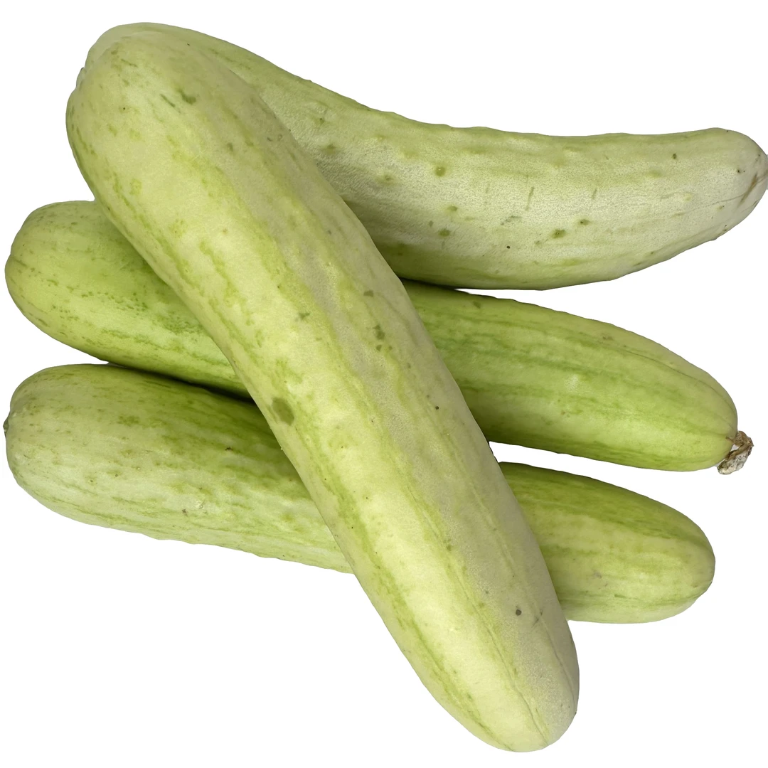 湖北天门农家自种新鲜黄瓜现摘