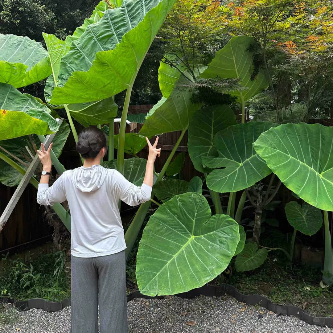 【论斤卖性价比】网红植物大叶象耳芋野海芋老桩庭院热带雨林造景
