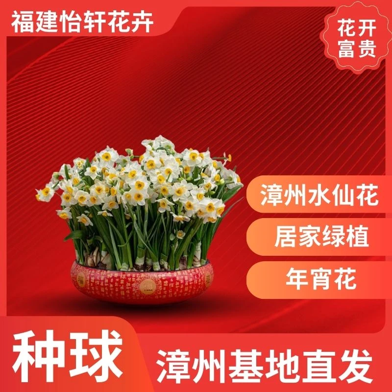 【福盆水仙花下水养护矮化】漳州水仙花好养浓香水培年宵花室内