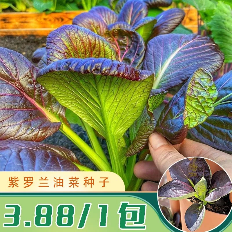 【紫罗兰油菜种子】四季可种阳台家庭种植脆嫩