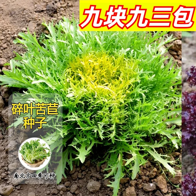 9.9元3包【碎叶苦苣】种子阳台庭院花盆四季可种植易成活发芽率高