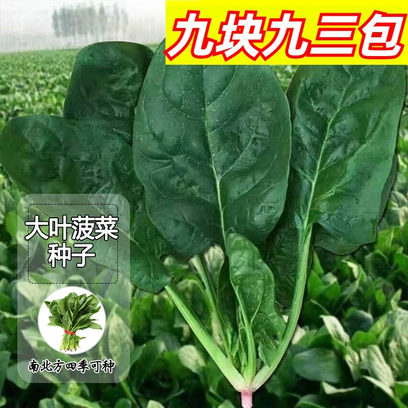 9.9元3包【四季大叶菠菜】菠菜种子耐热耐寒阳台院子夏季简单
