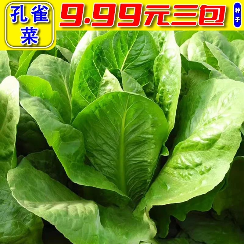 9.99元3包【孔雀菜】种子四季可种阳台家庭种植脆嫩可口蔬菜