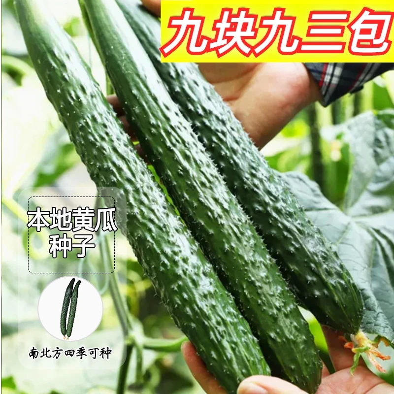 9.9元3包【本地黄瓜】种子多茬采收种籽盆栽春季可种蔬菜夏季