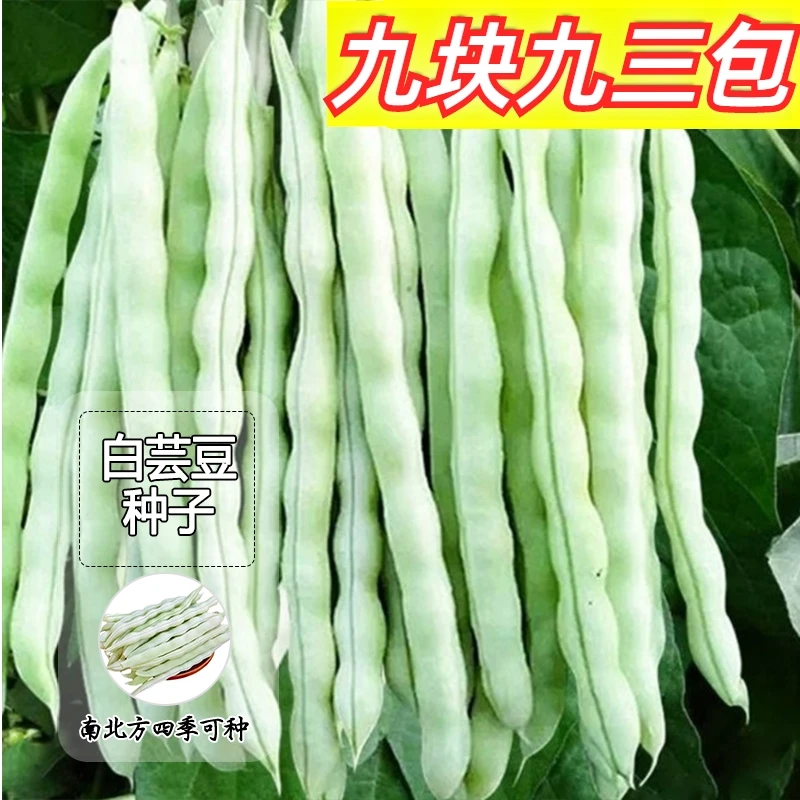 9.9元3包【九粒白芸豆】种子白不老摘不败盆栽四季阳台可种小院