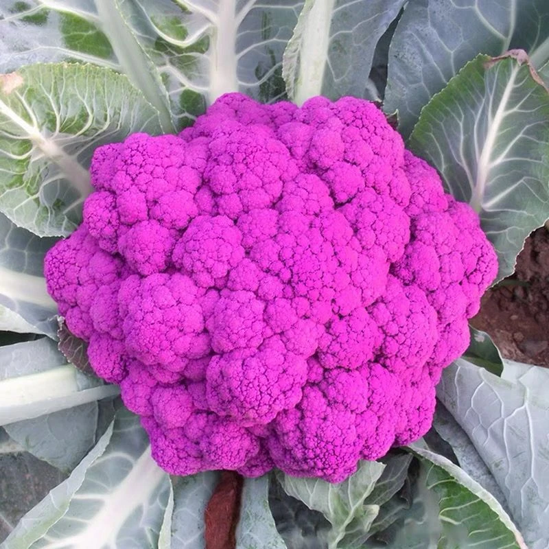 9.9元3包【紫花椰菜】种子四季阳台可种小院蔬菜夏季春季种植菜园