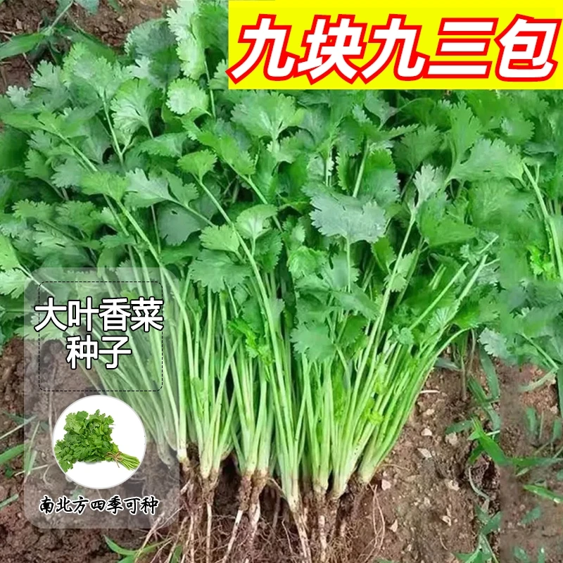 9.9元3包【大叶香菜种子】大叶香菜花盆菜园可种速生免破壳种子