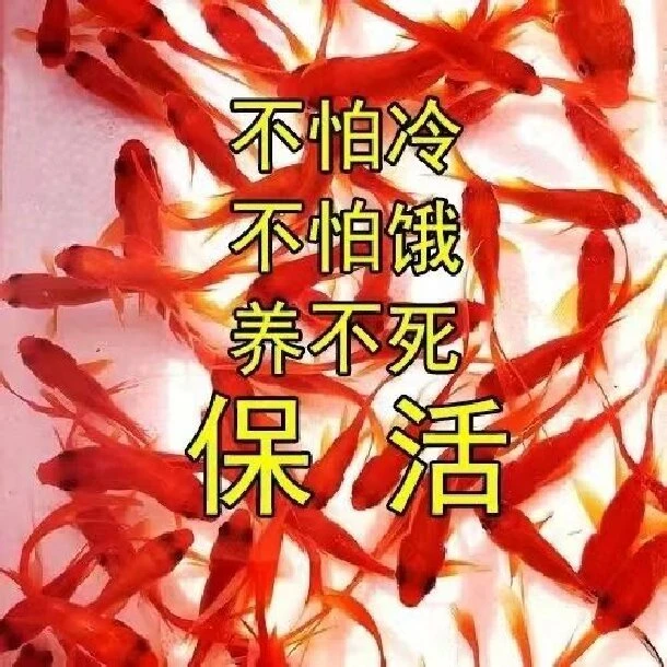 冷水鱼草金鱼苗养不死金鱼小鱼活鱼小宠物好养耐活养不死的小金鱼