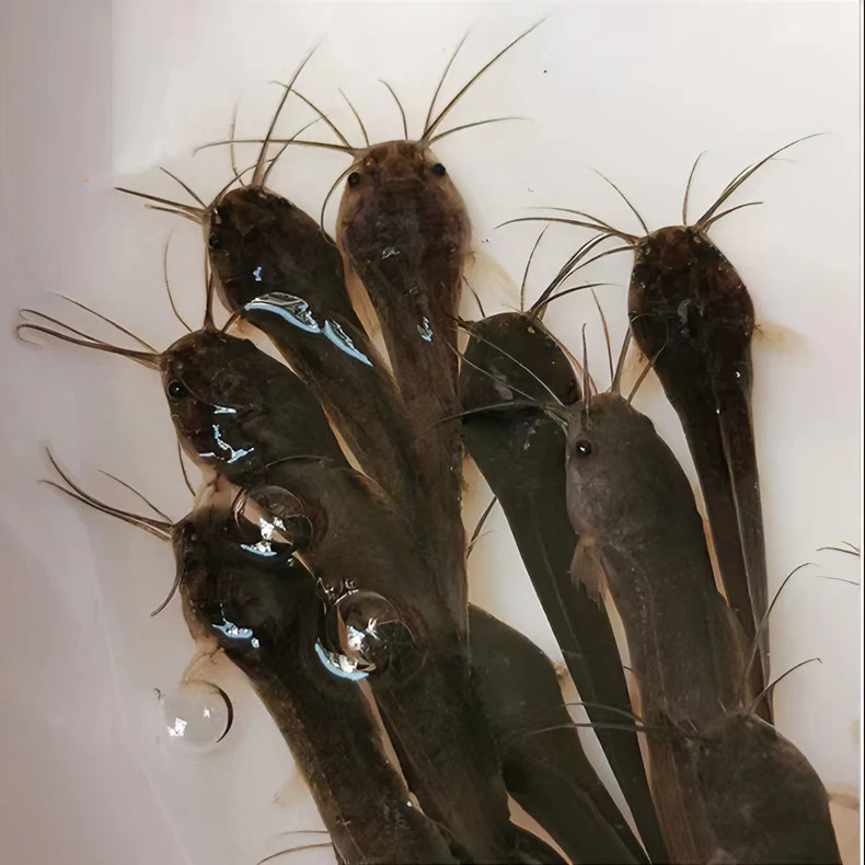 埃及鲶鱼 革胡子鲶鱼 埃及塘鲺 八胡子鲶鱼 宠物观赏淡水鱼