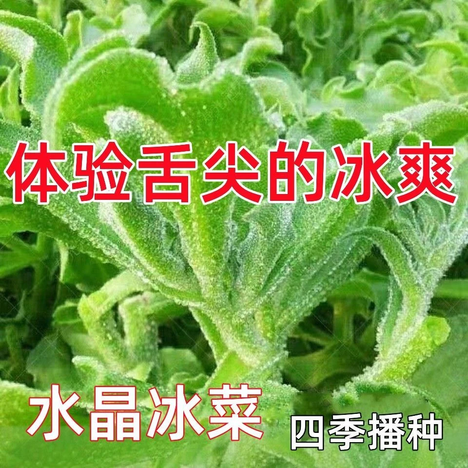 水晶冰菜营养高钙非洲冰草自带冰晶生吃春秋季播阳台盆栽新鲜庭院