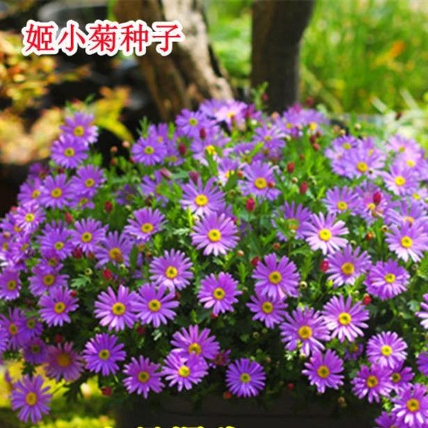 姬小菊种子四季开花易活花籽万寿菊阳台庭院盆栽室外耐寒花种籽子