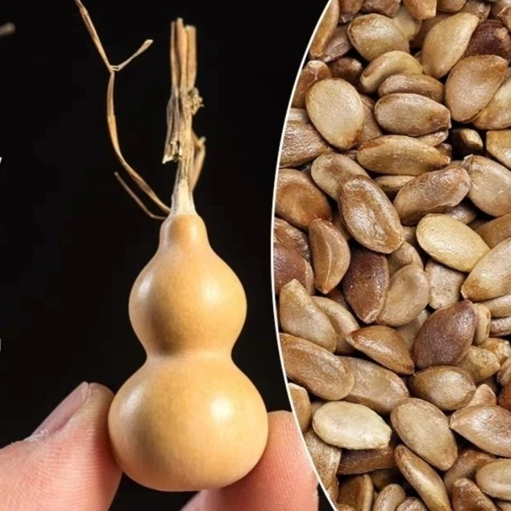 美国铁包金葫芦 手捻葫芦观赏迷你金寸微型小葫芦籽阳台蔬菜种子