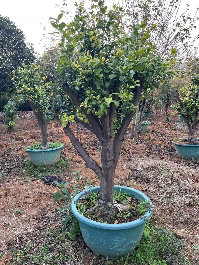 各类绿植树桩一物一拍。