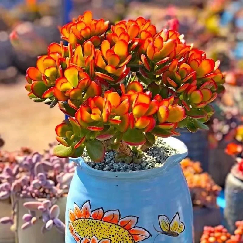 【花大余倾心推荐新手必入】3年摇钱树多肉植物 姬红花月 新手好养