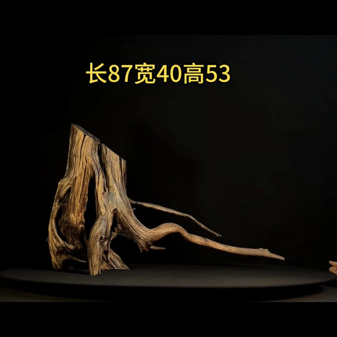 张大狼沉木鱼缸造景87cm树桩天然一体多枝造型树桩鱼缸装饰摆件