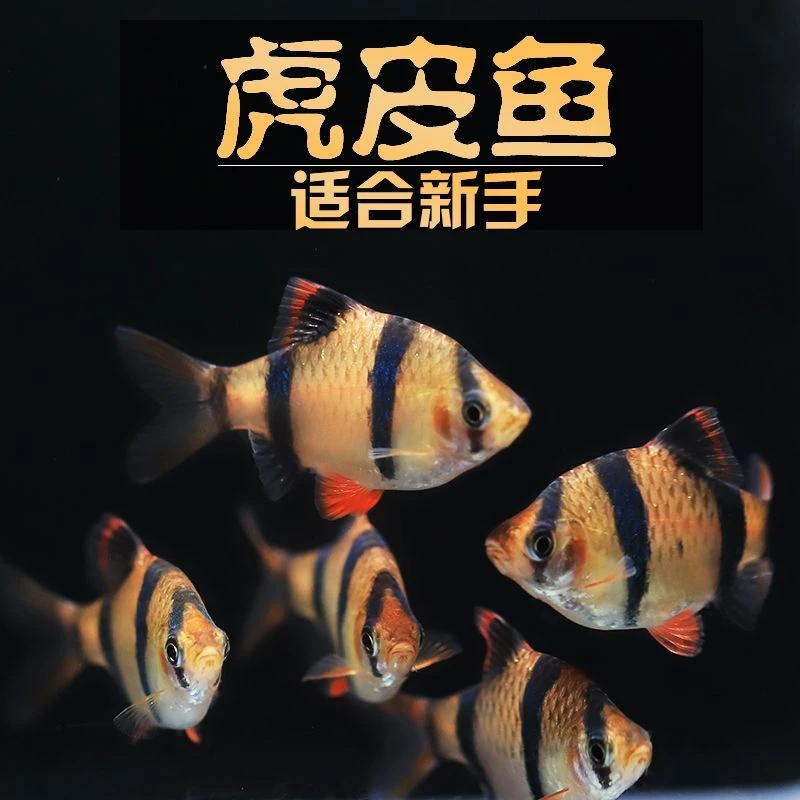新手好养活虎皮鱼活体热带观赏鱼草缸群游性强金虎皮耐活