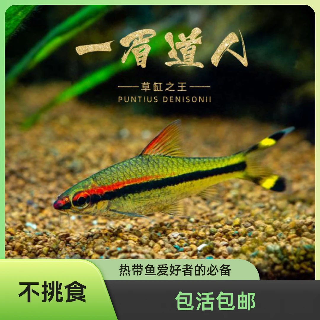 一眉道人草缸之王精品一眉道人群游热带鱼