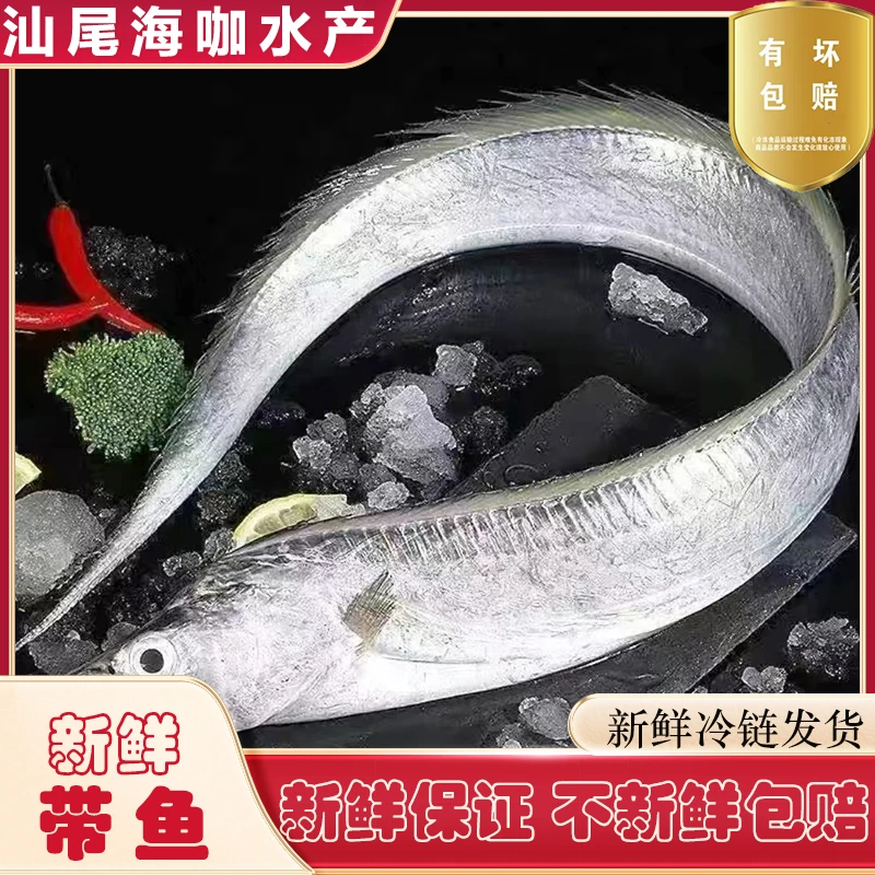 广东汕尾本港 野生带鱼 当天捕捞新鲜鲜美甜食用500G正宗香煎品质
