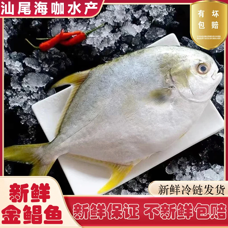 汕尾海捕金鲳鱼大鲳鱼新鲜冷冻海鱼金昌鱼平鱼银鱼白鲳深海