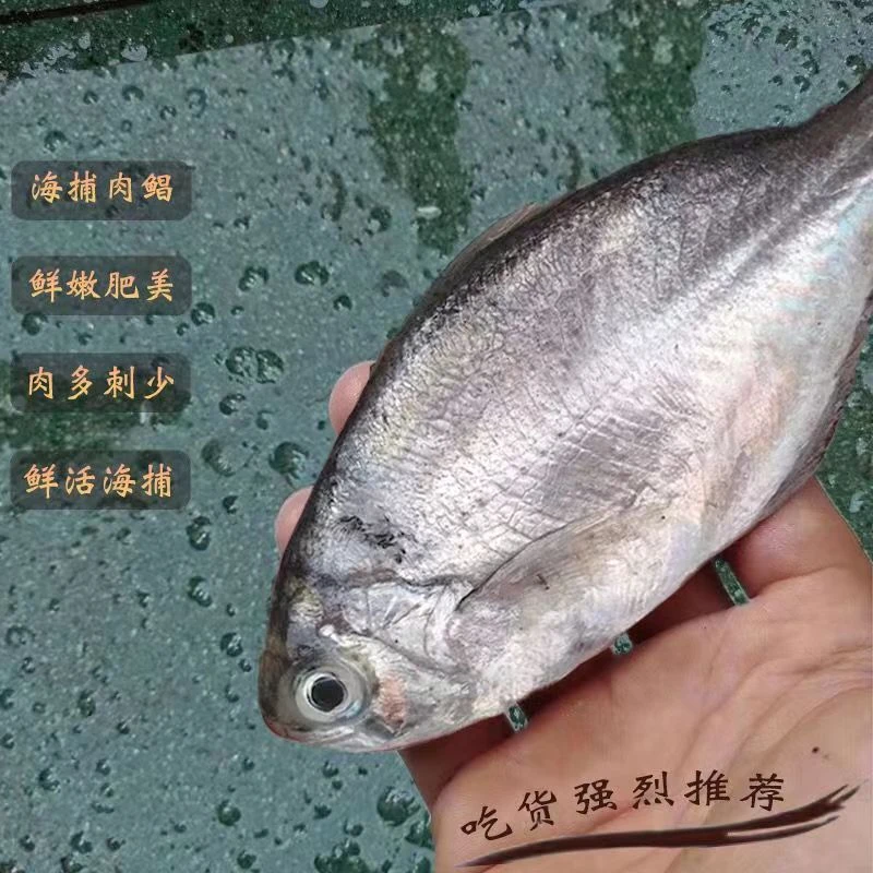 新鲜海捕钓本港南鲳鱼广东汕尾海水产活冷冻肉鲳银鲳鱼无小刺