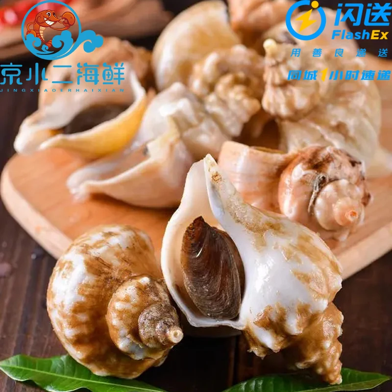 500g鲜活白玉螺 白螺 角螺 海鲜水产