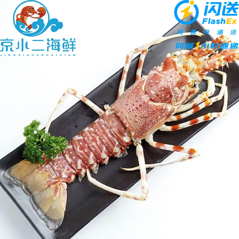 鲜活玫瑰龙（多规格可选）