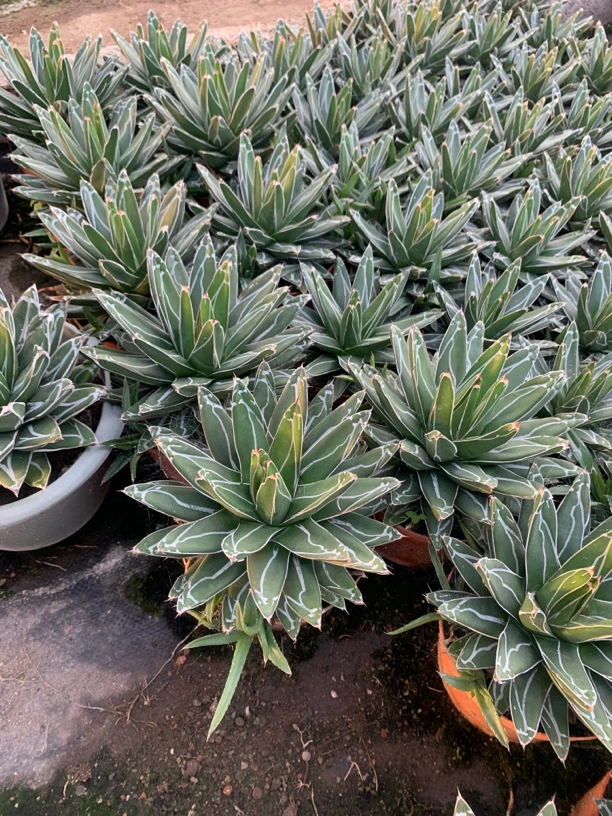 世之雪裸根发货，偏远地区补运费