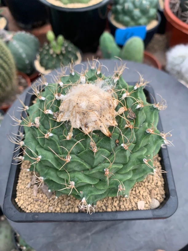 仙人球的四大名球之一（地冠）九公分左右